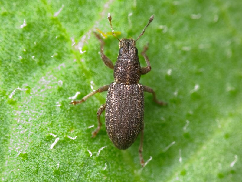 Sitona inops Gyllenhal, 1832